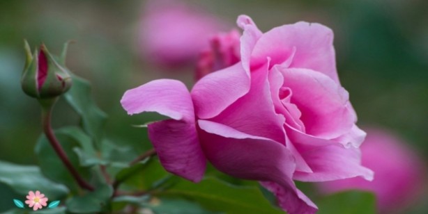 Foto - Kadınlar adetliyken (hayız halinde) arefe günü ihlas suresini okuyabilir mi?