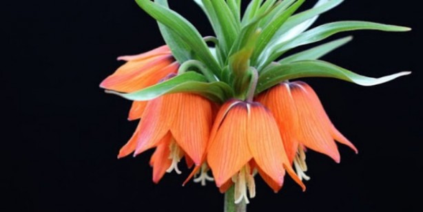 Kadınlar adetliyken (hayız halinde) arefe günü ihlas suresini okuyabilir mi?