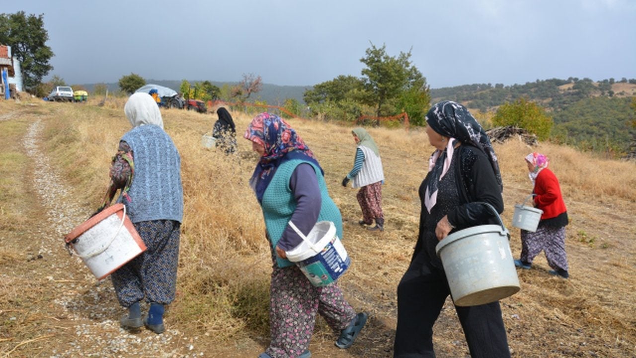 Foto - Kadınlar dağlardan topluyor, dev kozmetik firmaları oluk oluk para akıtıyor! Yıllarca yüzüne bakılmayan ürün köylüyü zengin etti