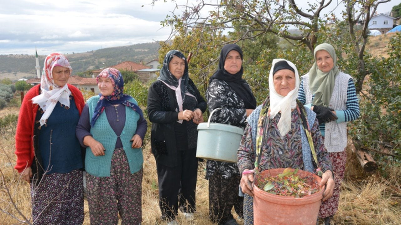 Kadınlar dağlardan topluyor, dev kozmetik firmaları oluk oluk para akıtıyor! Yıllarca yüzüne bakılmayan ürün köylüyü zengin etti