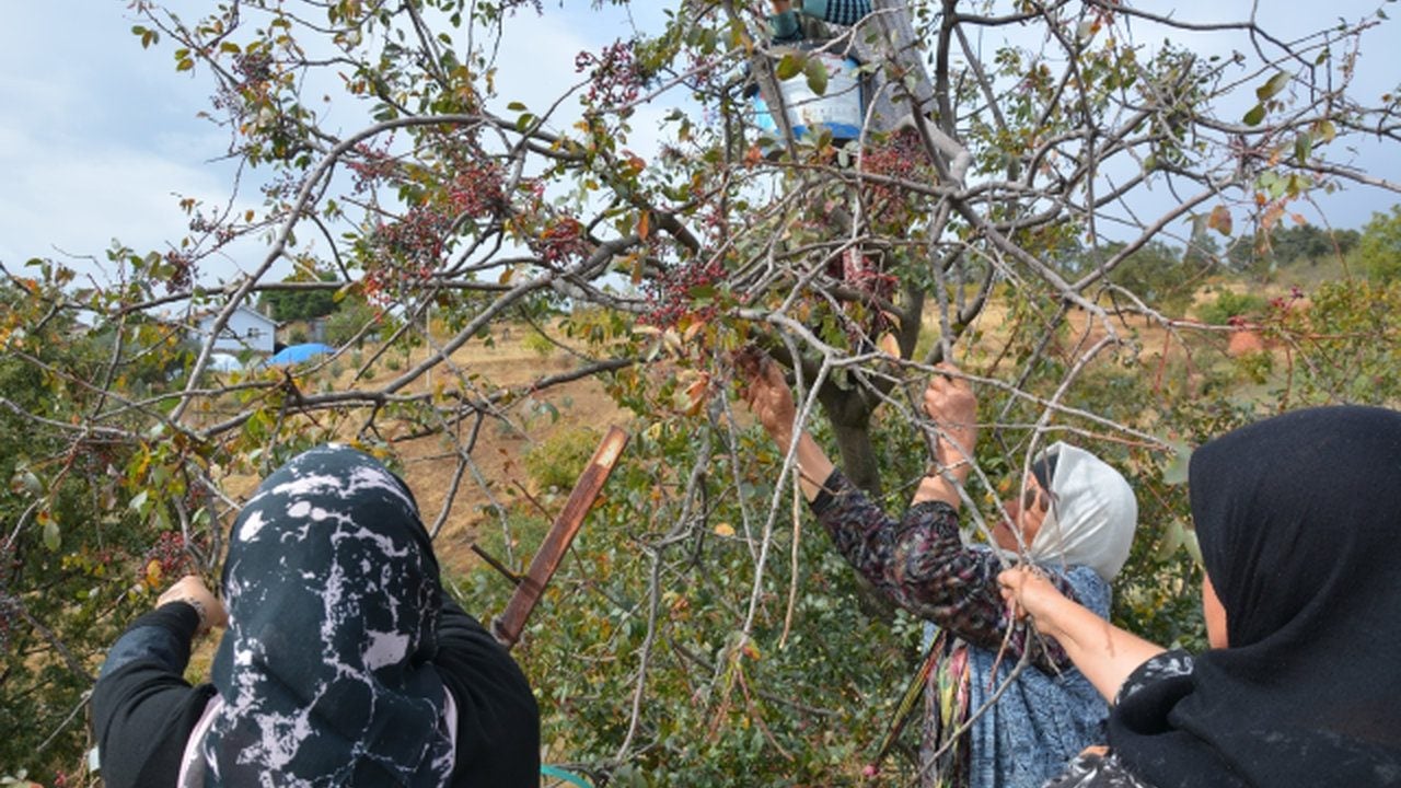 Foto - Kadınlar dağlardan topluyor, dev kozmetik firmaları oluk oluk para akıtıyor! Yıllarca yüzüne bakılmayan ürün köylüyü zengin etti