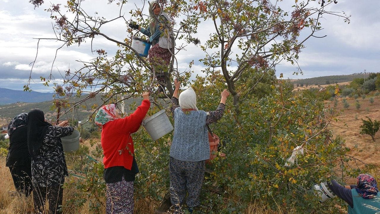 Foto - Kadınlar dağlardan topluyor, dev kozmetik firmaları oluk oluk para akıtıyor! Yıllarca yüzüne bakılmayan ürün köylüyü zengin etti