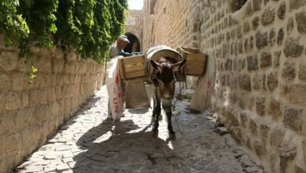 Foto - Kadrolu eşeklere mesai kıyağı