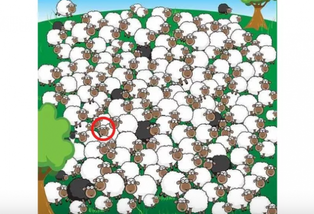 Foto - Kafanızı fena karıştıracak zeka testi! Sürüdeki uyuyan koyunu sadece bir dahi 10 saniyede buldu