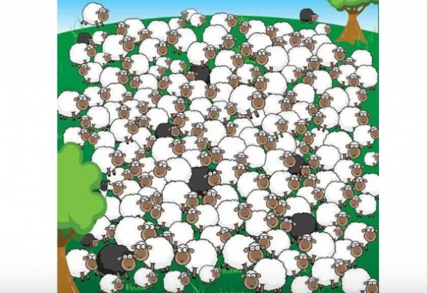 Foto - Kafanızı fena karıştıracak zeka testi! Sürüdeki uyuyan koyunu sadece bir dahi 10 saniyede buldu