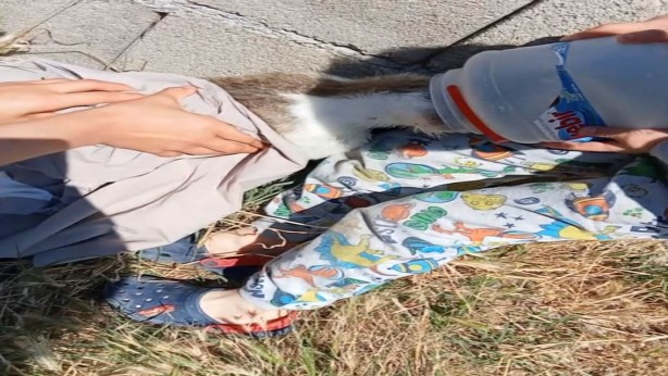 Foto - Kafasına kova sıkışan kedi, vatandaşların çabasıyla kurtarıldı