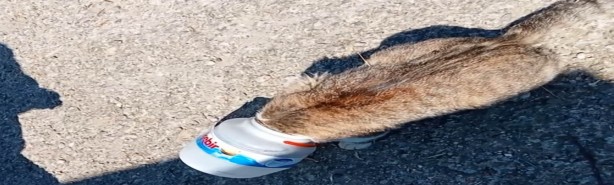 Foto - Kafasına kova sıkışan kedi, vatandaşların çabasıyla kurtarıldı