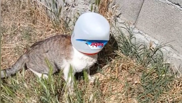 Foto - Kafasına kova sıkışan kedi, vatandaşların çabasıyla kurtarıldı