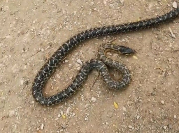 Kafeste güvercinleri boğan yılanı eliyle böyle yakaladı!