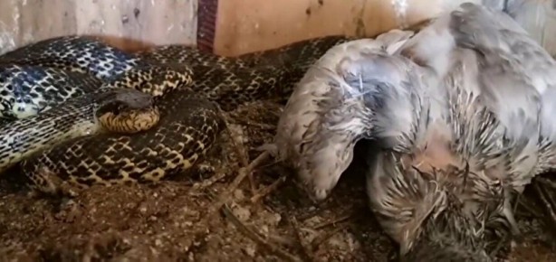 Foto - Kafeste güvercinleri boğan yılanı eliyle böyle yakaladı!