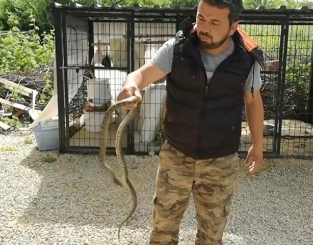 Foto - Kafeste güvercinleri boğan yılanı eliyle böyle yakaladı!