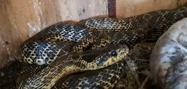 Foto - Kafeste güvercinleri boğan yılanı eliyle böyle yakaladı!