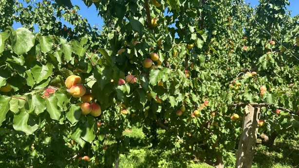 Foto - Kağızman’da sarı altın hasadı başladı