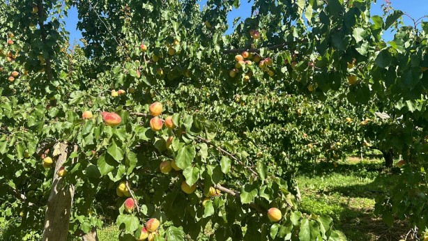 Foto - Kağızman’da sarı altın hasadı başladı