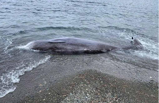 Foto - Kahramanmaraş depremi sonrası balinaların görüntüsü şok etti