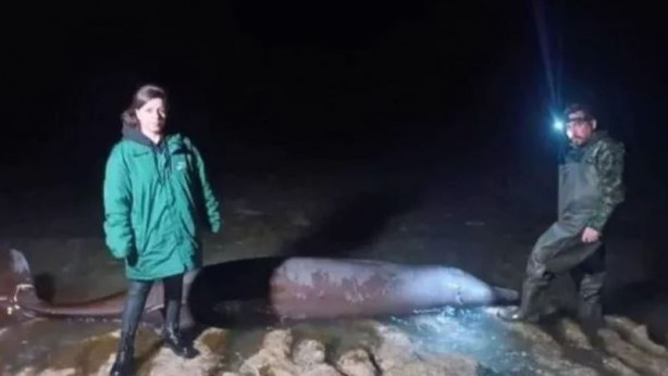 Kahramanmaraş depremi sonrası balinaların görüntüsü şok etti