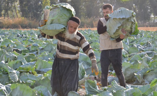 Foto - Her biri tam 50 kilo! Duyunca şaşıracaksınız! Hediyelik olarak bile götürenler var