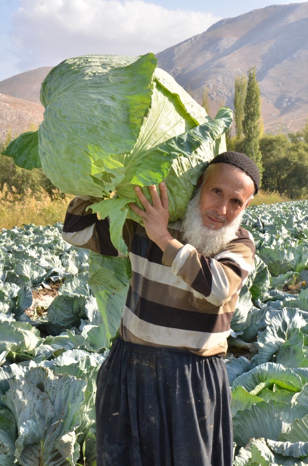 Foto - Her biri tam 50 kilo! Duyunca şaşıracaksınız! Hediyelik olarak bile götürenler var