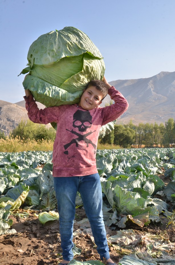 Her biri tam 50 kilo! Duyunca şaşıracaksınız! Hediyelik olarak bile götürenler var