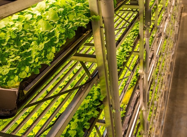 Foto - Kahreden haber geldi! Tarım devi iflas etti