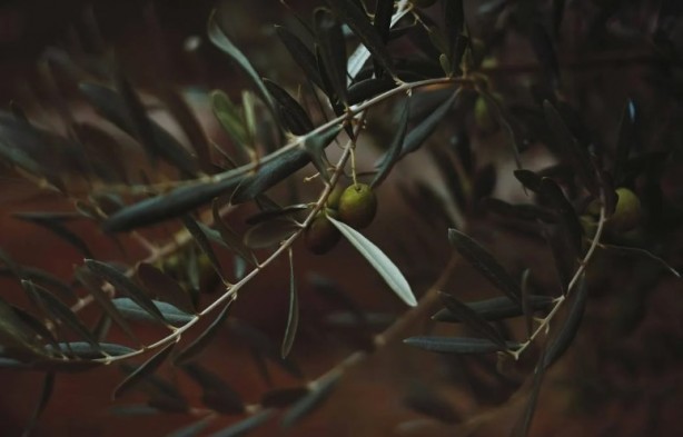 Foto - Kahvaltıda en çok o tercih ediliyor! Zeytin yemeden önce bilmeniz gerekenler