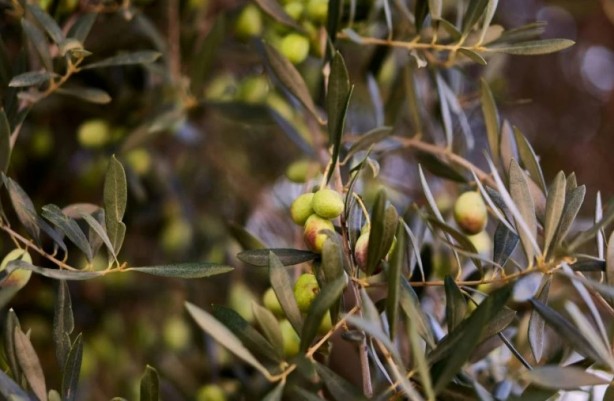 Foto - Kahvaltıda en çok o tercih ediliyor! Zeytin yemeden önce bilmeniz gerekenler