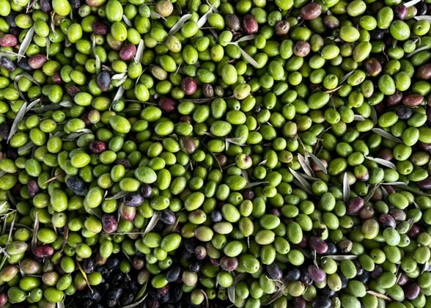 Foto - Kahvaltıda en çok o tercih ediliyor! Zeytin yemeden önce bilmeniz gerekenler