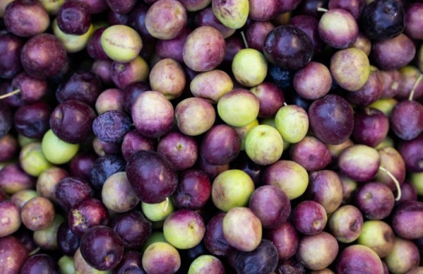 Foto - Kahvaltıda en çok o tercih ediliyor! Zeytin yemeden önce bilmeniz gerekenler
