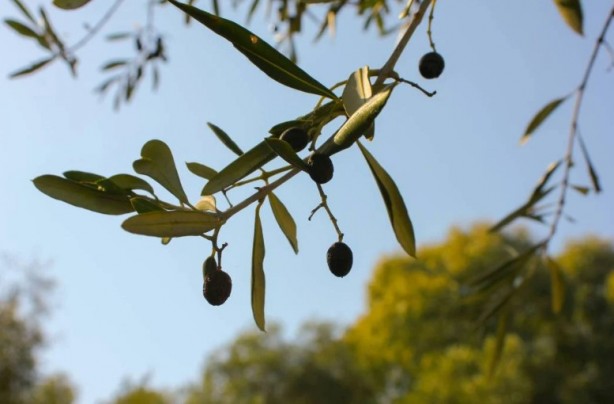 Foto - Kahvaltıda en çok o tercih ediliyor! Zeytin yemeden önce bilmeniz gerekenler