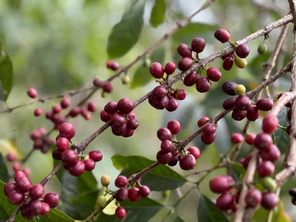 Foto - Kahvenin tarladan fincana serüveni