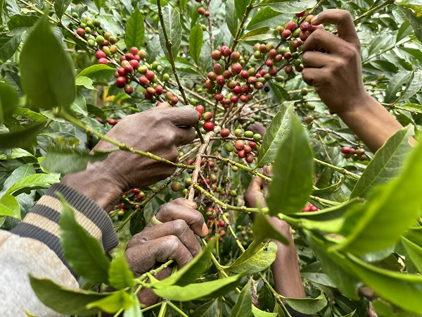Foto - Kahvenin tarladan fincana serüveni