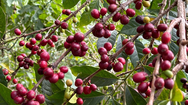 Foto - Kahvenin tarladan fincana serüveni