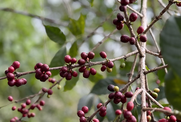 Kahvenin tarladan fincana serüveni