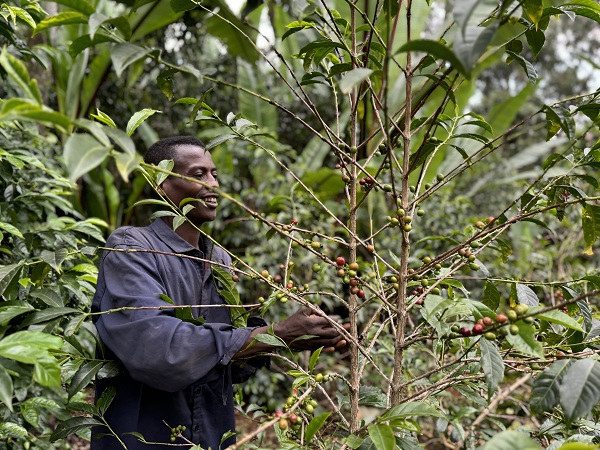 Foto - Kahvenin tarladan fincana serüveni