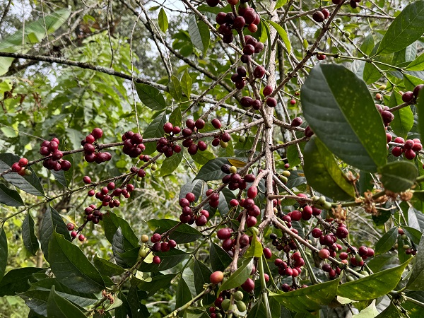 Foto - Kahvenin tarladan fincana serüveni