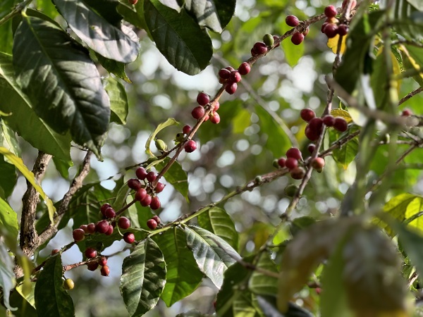 Foto - Kahvenin tarladan fincana serüveni