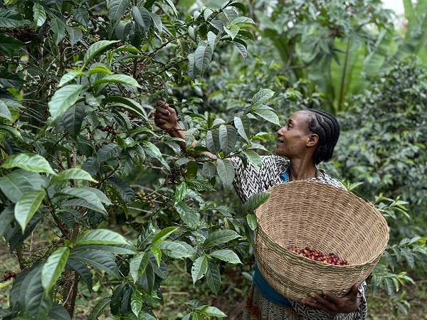 Foto - Kahvenin tarladan fincana serüveni