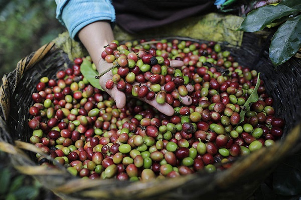 Kahveseverleri üzen haber! Bakın iklim değişikliği onları nasıl etkiliyor
