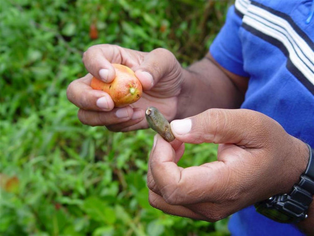 Kaju depresyona iyi geliyor!
