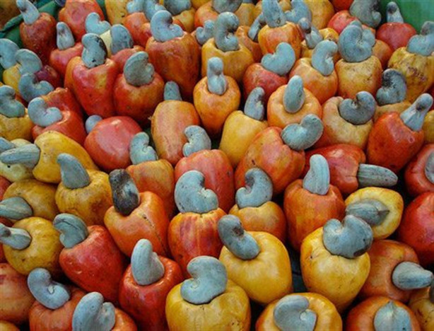 Foto - Kaju depresyona iyi geliyor!