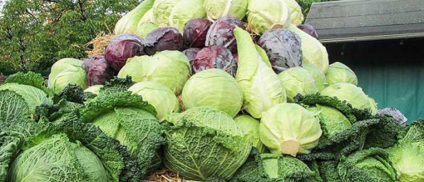 Foto - Kalbi koruyup kanseri uzak tutuyor! Lahananın faydaları saymakla bitmiyor