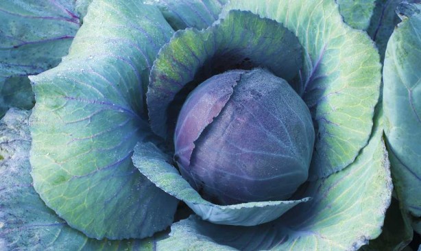 Foto - Kalbi koruyup kanseri uzak tutuyor! Lahananın faydaları saymakla bitmiyor