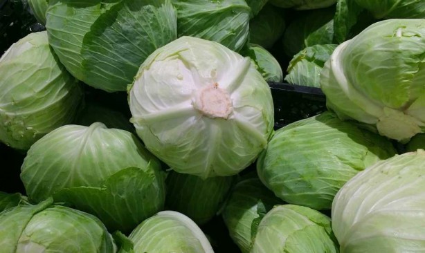 Foto - Kalbi koruyup kanseri uzak tutuyor! Lahananın faydaları saymakla bitmiyor