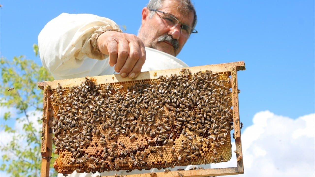 Kaliteli bal mesaisi başladı Bozok Yaylası’nı mesken tuttular