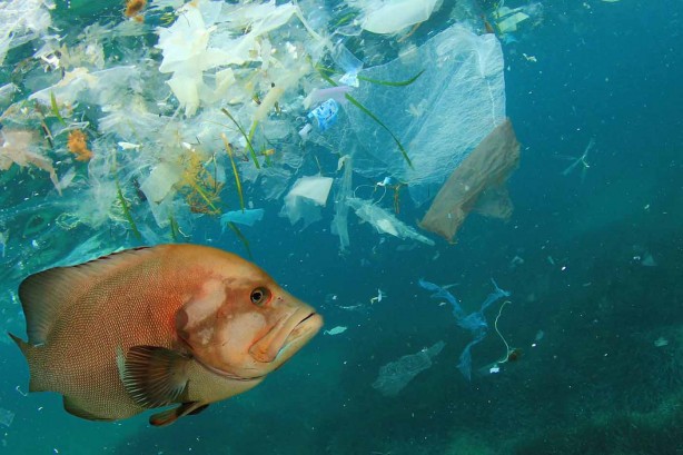Foto - Kalp, beyin ve bacaklardaki kan pıhtılarda plastik bulundu!