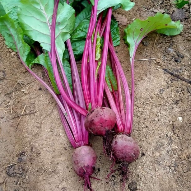 Foto - Kalp dostu pancarın 5 faydası