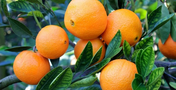 Foto - Kalp hastalıklarına karşı 10 doğal kan sulandırıcı