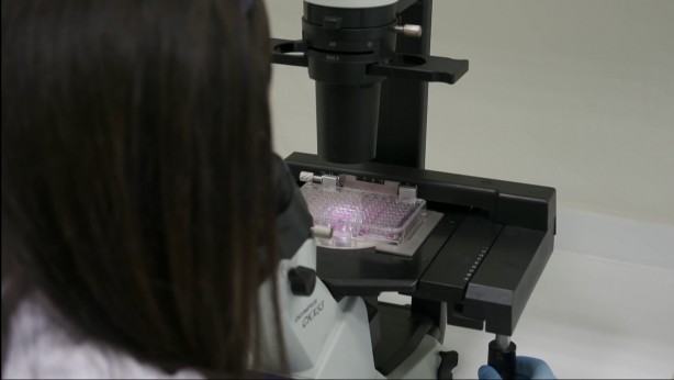 Foto - Kalp krizi sonrası hasarlı dokuyu iyileştirecek biyomalzeme geliştirilecek