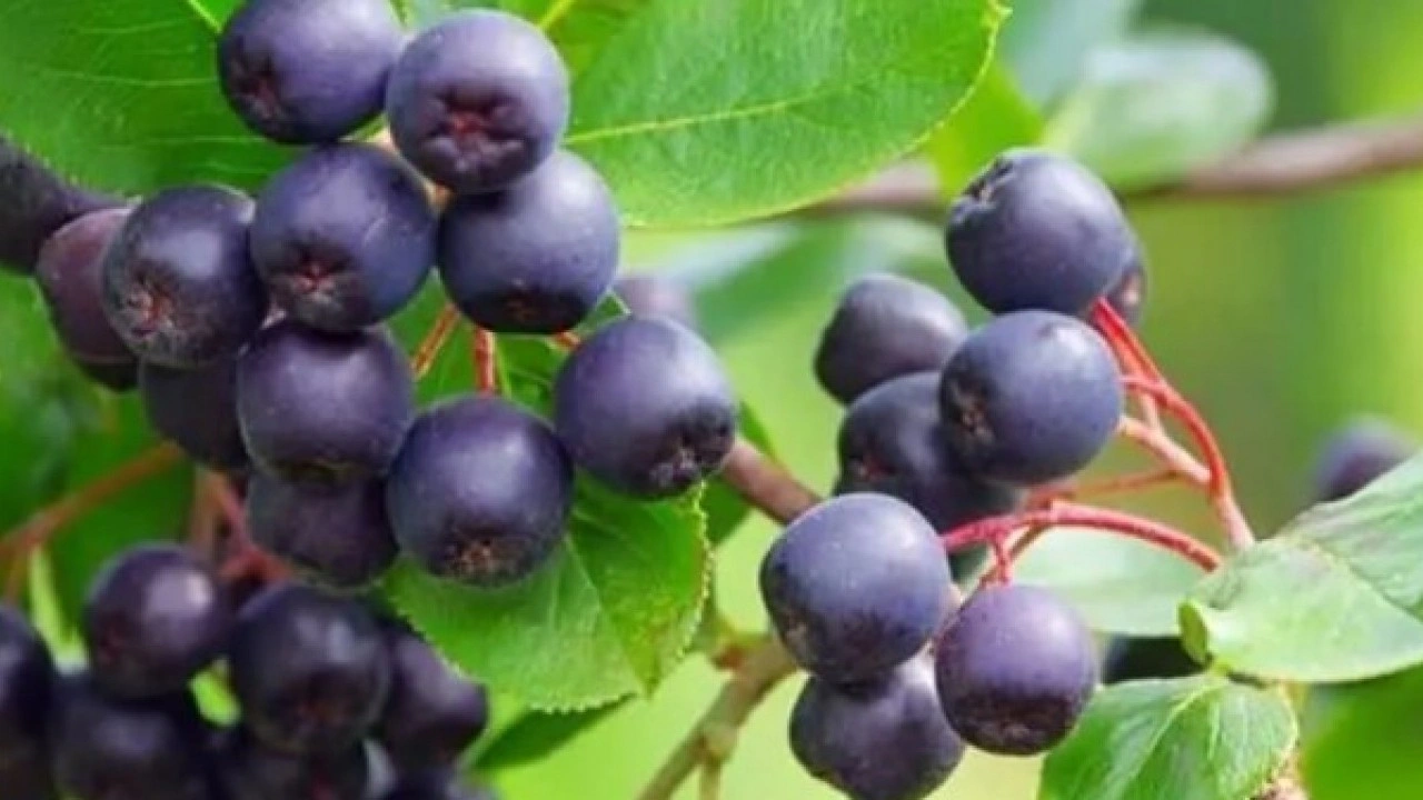 Foto - Kalp sağlığına iyi geliyor: İşte pis kanı temizleyen besinler! 