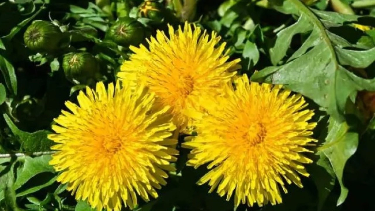 Foto - Kalp sağlığına iyi geliyor: İşte pis kanı temizleyen besinler! 